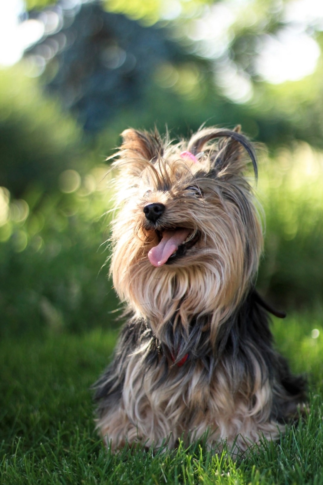 Yorkshire terrier a fűben, illusztráció