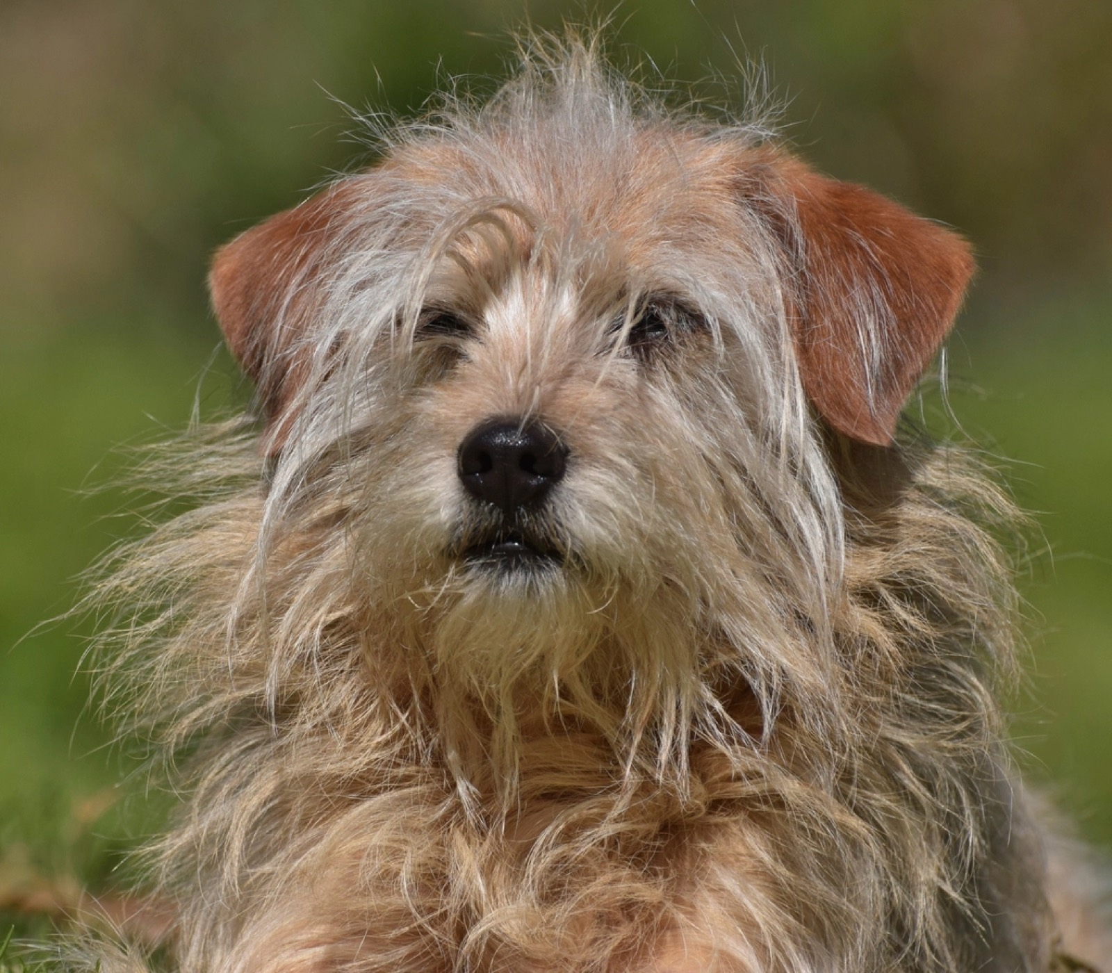 Yorkshire terrier portré, illusztráció